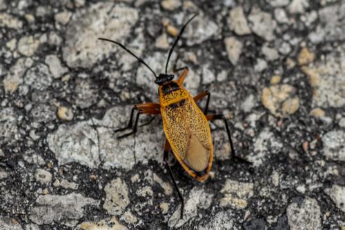 Réf. 197 978 : Largus pallidus